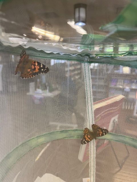 Painted Lady Butterflies have hatched!