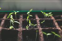 Close up photograph of seedlings growing from a seed tray