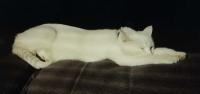 photo: white cat