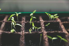 Close up photograph of seedlings growing from a seed tray